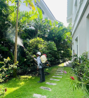 Phun diệt muỗi tại Vũng Tàu
