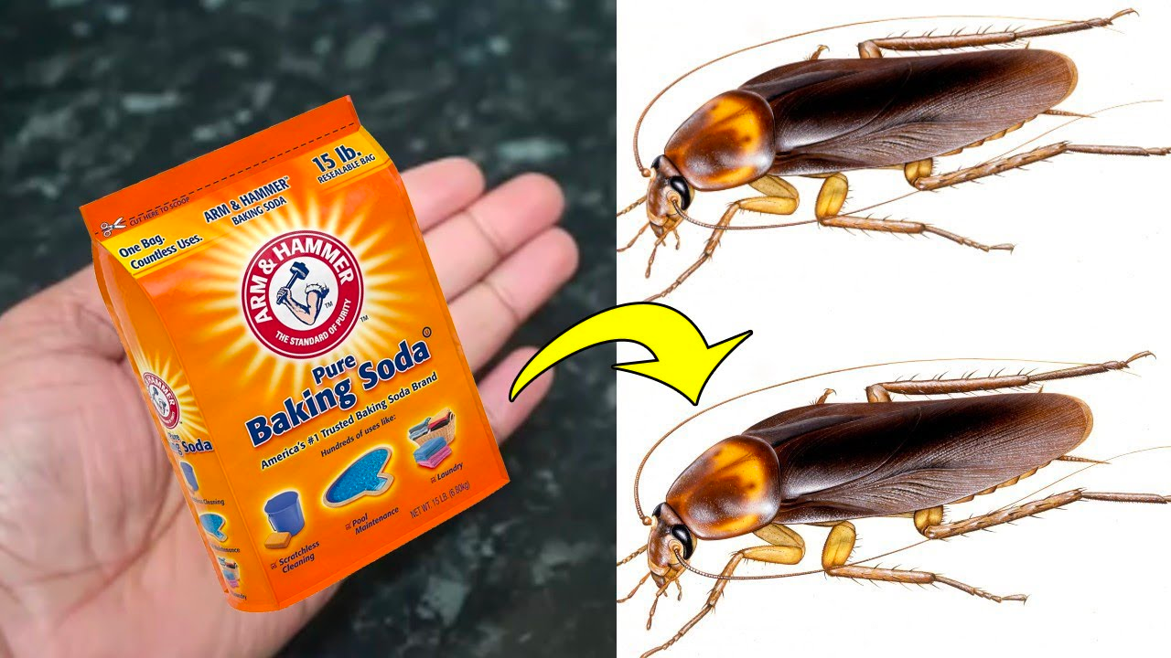 diệt gián Vũng Tàu bằng baking soda