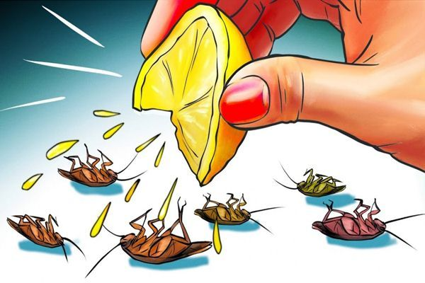 diệt gián Vũng Tàu bằng chanh
