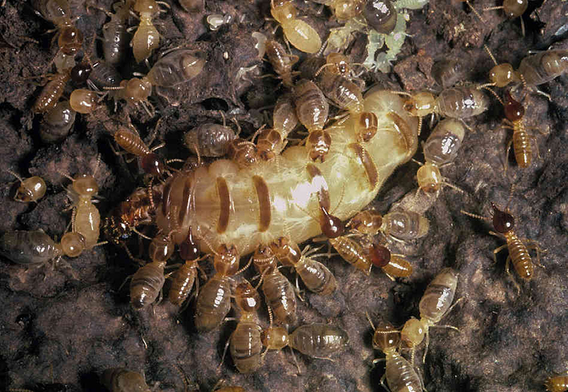 diệt mối